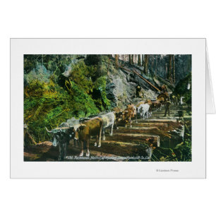 View of Ox-Teams Hauling Logs