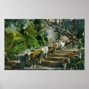 View of Ox-Teams Hauling Logs Poster