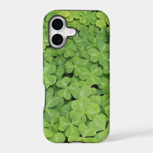 View of Oxalis Oregana wood Sorrel Foliage