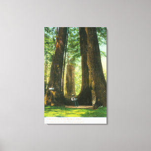 View of Redwood Twins at Big Tree Grove Canvas Print