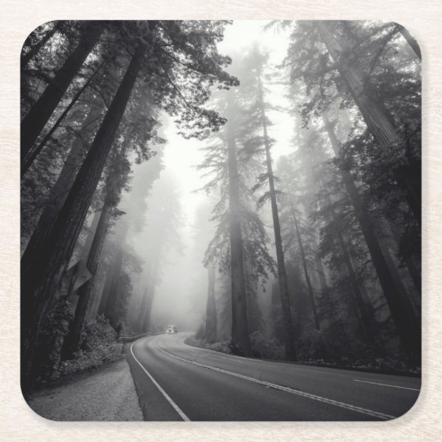View Of Sequoia Trees In Forest Square Paper Coaster (Front)