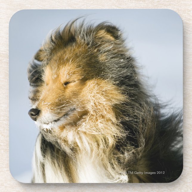 View of shetland sheepdog coaster (Front)