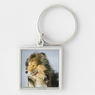 View of shetland sheepdog keychain
