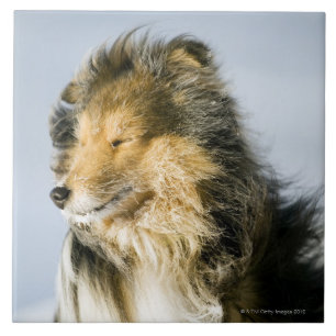 View of shetland sheepdog tile