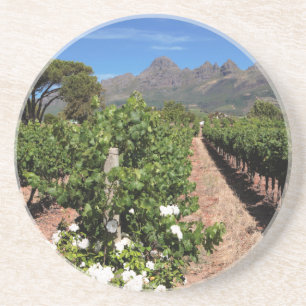 View Of Vineyards. Stellenbosch Coaster