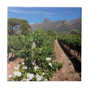 View Of Vineyards. Stellenbosch Tile