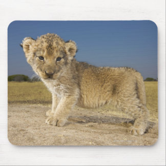View of young lion cub (Panthera leo), looking Mouse Pad