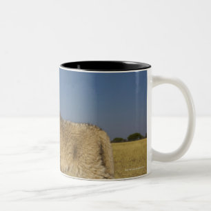 View of young lion cub (Panthera leo), looking Two-Tone Coffee Mug