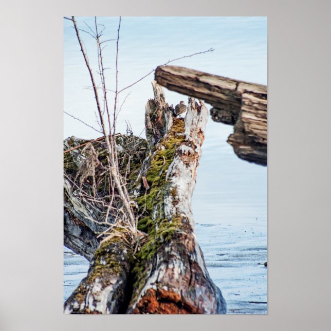 Viewing Box Poster (Front)