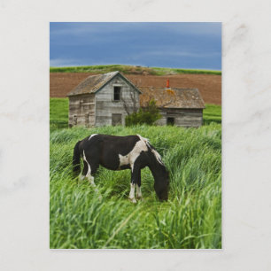 Viewing horses in a field in the Palouse 2 Postcard