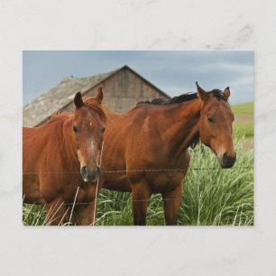 Viewing horses in a field in the Palouse 3 Postcard