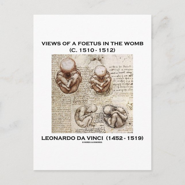 Views Of A Foetus In The Womb (Leonardo da Vinci) Postcard (Front)