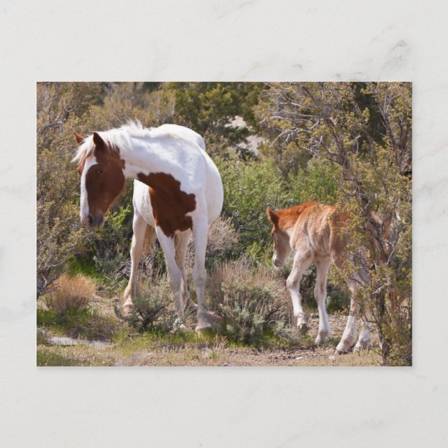 Vigilant Mother Postcard (Front)