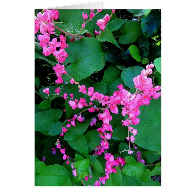 Vigne de corail rose (Devant)