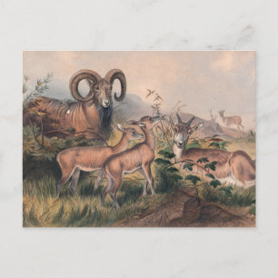 Vigne's Wild Sheep by Joseph Wolf Postcard