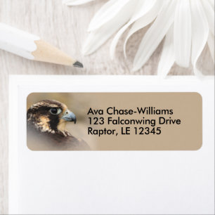 Vignetted Peregrine Falcon Bird of Prey