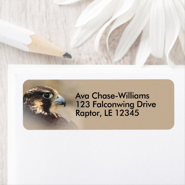 Vignetted Peregrine Falcon Bird of Prey (Insitu)