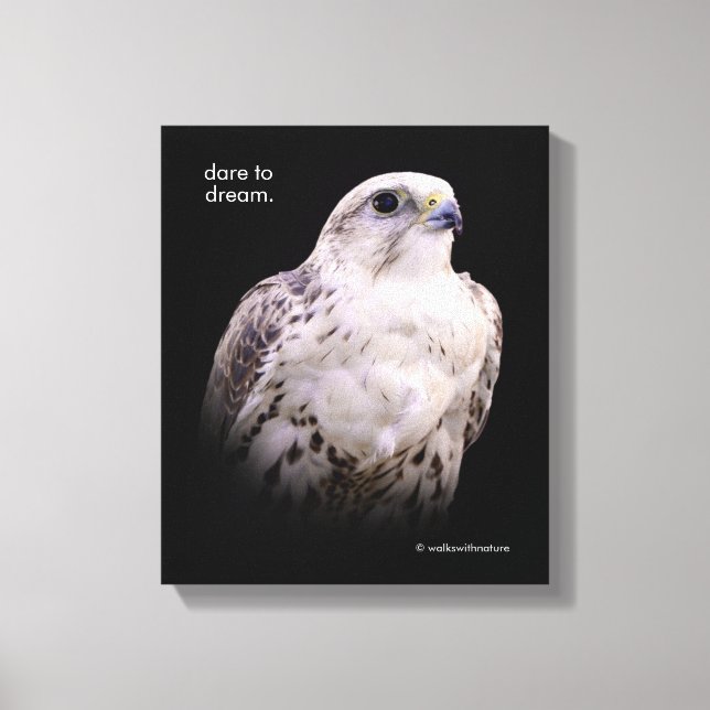 Vignetted Portrait of an Inquisitive Saker Falcon Canvas Print (Front)