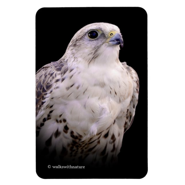 Vignetted Portrait of an Inquisitive Saker Falcon Magnet (Vertical)