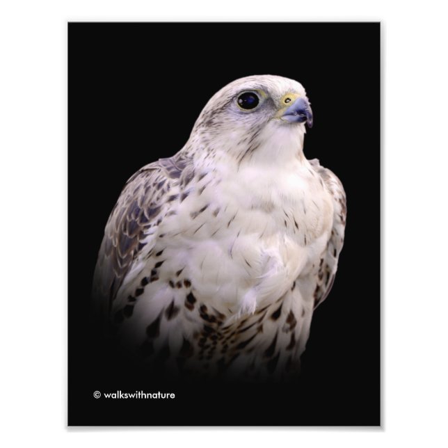 Vignetted Portrait of an Inquisitive Saker Falcon Photo Print (Front)