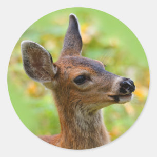 Vignetted Portrait of Smiling Blacktail Deer Fawn Classic Round Sticker