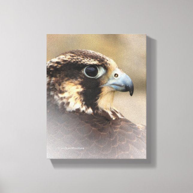 Vignetted Profile of a Peregrine Falcon Canvas Print (Front)