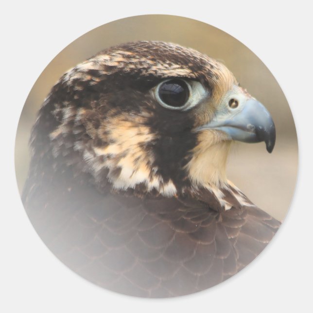 Vignetted Profile of a Peregrine Falcon Classic Round Sticker (Front)