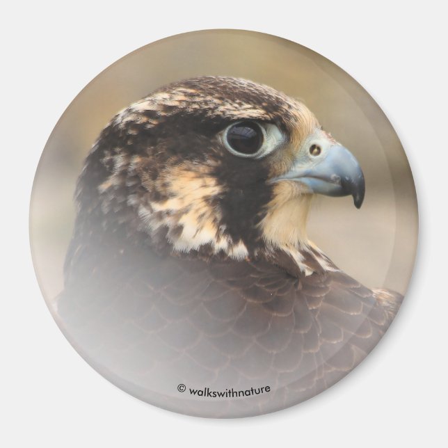 Vignetted Profile of a Peregrine Falcon Magnet (Front)