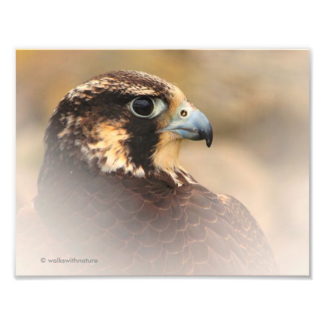Vignetted Profile of a Peregrine Falcon Photo Print (Front)