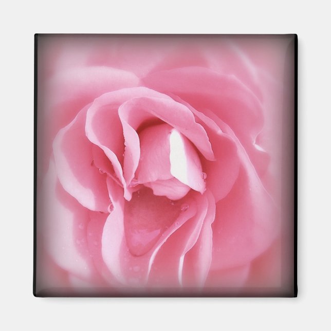 Vignetted Rose magnet (Front)