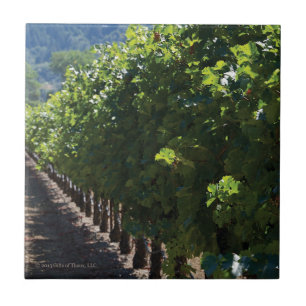 Vignoble du comté de Sonoma - carreau de céramiq