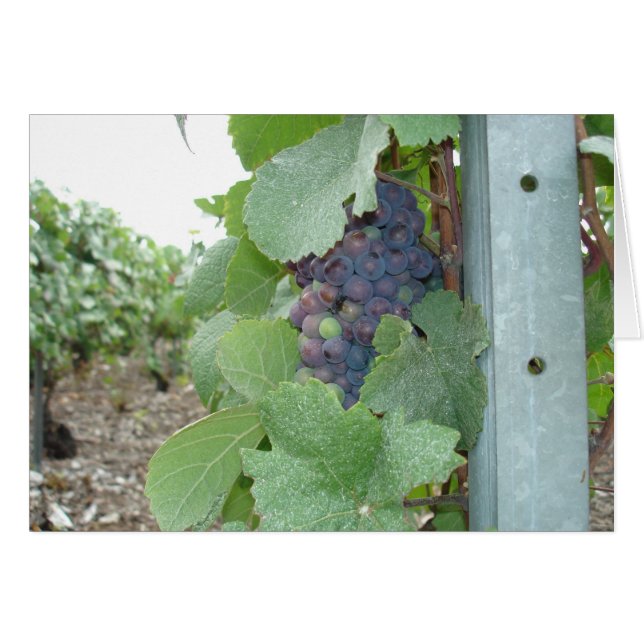 Vignoble Mercier (Devant Horizontal)