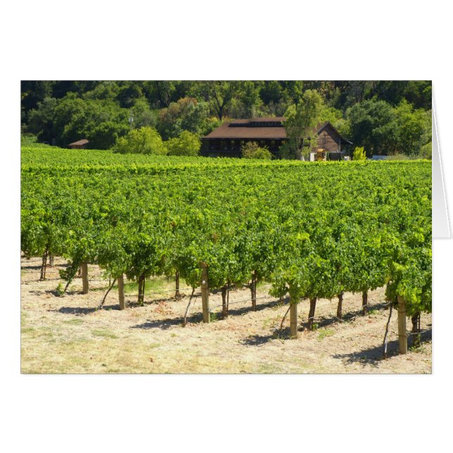 Vignoble Napa Valley (Devant Horizontal)