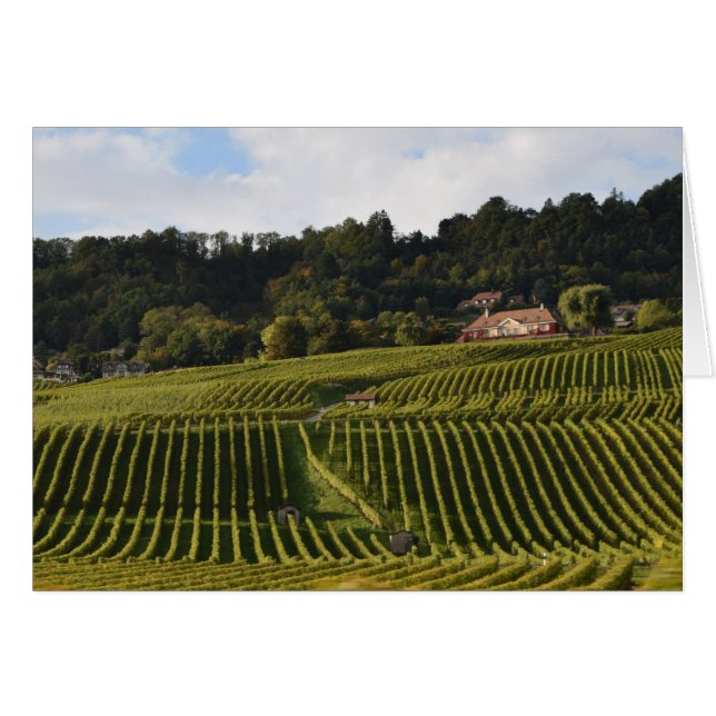 Vignobles au crépuscule (Devant horizontal)