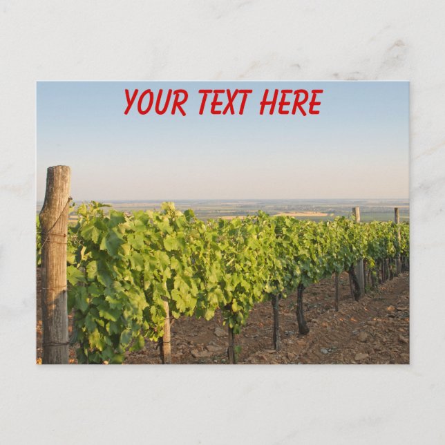 Vignobles de Tokaj, Hongrie, carte postale personn (Devant)