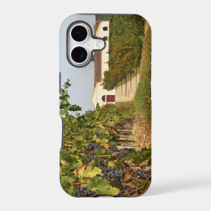 Vignobles, vignes de petit verdot et la cave dans