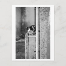 Village Cat