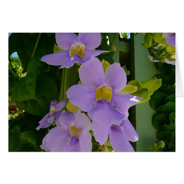 Vin à fleurs Ciel Tropical Violet Floral (Devant horizontal)