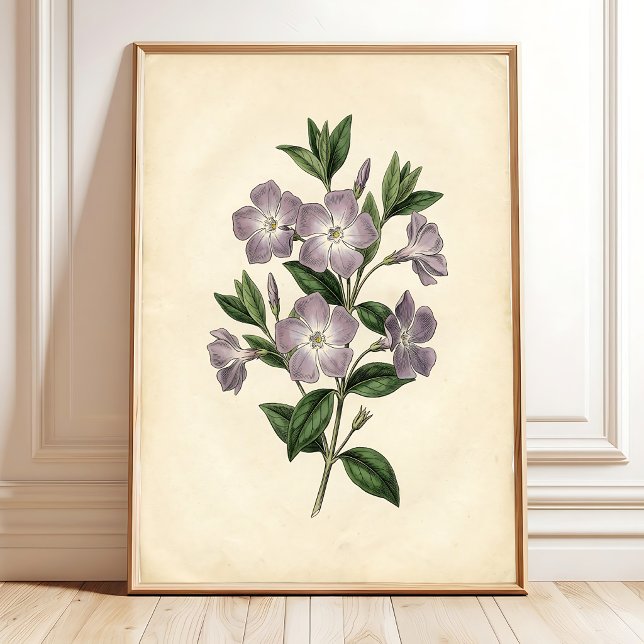Vinca Botanical Canvas Print (Creator Uploaded)