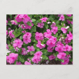 Vinca Titan Flowered Postcard