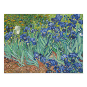 Vincent van Gogh - Irises Photo Print
