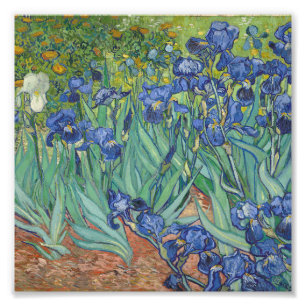 Vincent Van Gogh - Irises Photo Print