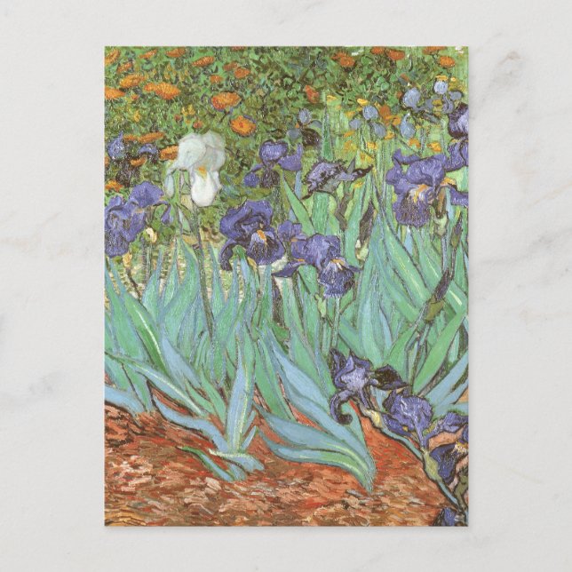Vincent van Gogh - Irises Postcard (Front)