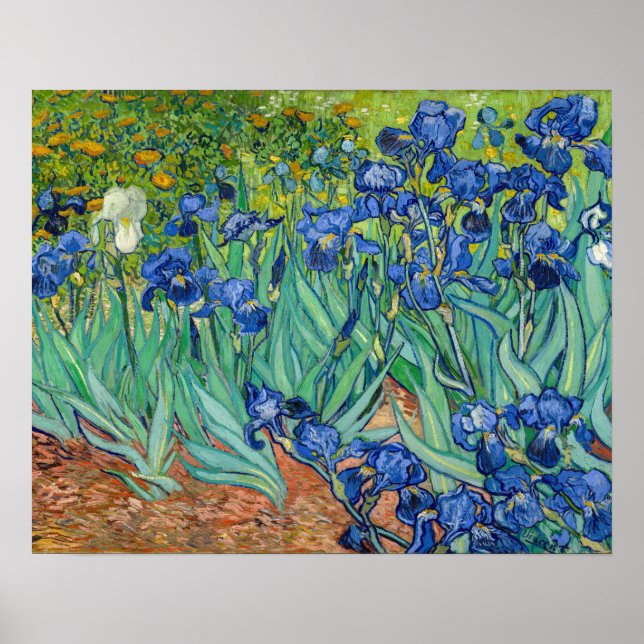 Vincent Van Gogh - Irises Poster (Front)