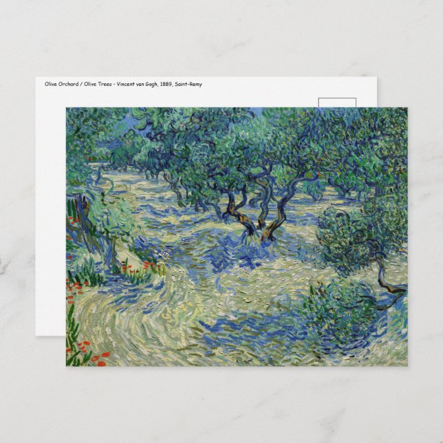 Vincent van Gogh - Olive Orchard Postcard (Front/Back)