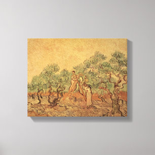 Vincent van Gogh The Olive Grove, 1889 Canvas Print