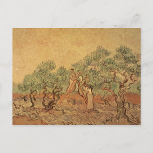 Vincent van Gogh The Olive Grove, 1889 Postcard