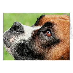 Vindy et chiots - photo 04