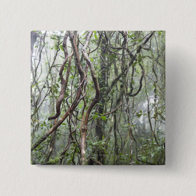 vine and branches twisted in rainforest 2 inch square button (Front)