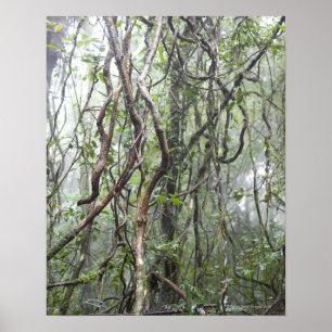 vine and branches twisted in rainforest poster